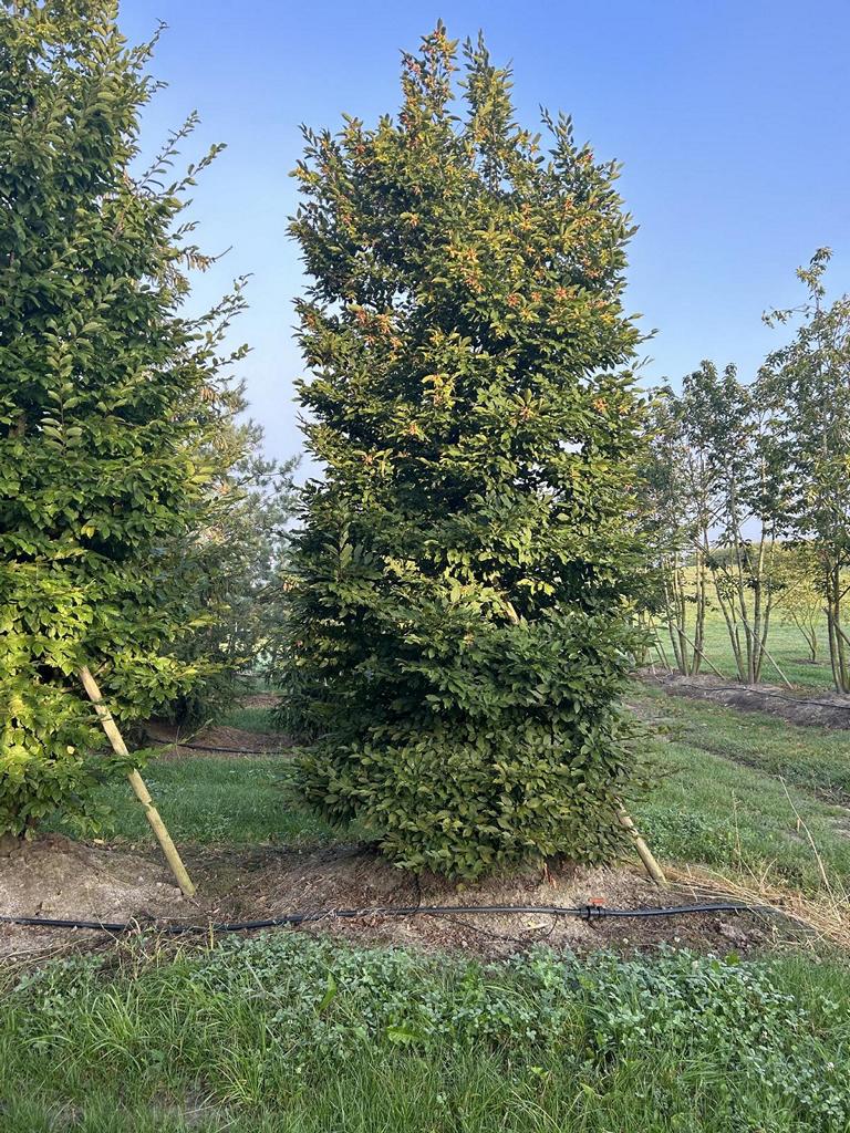 Carpinus betulus