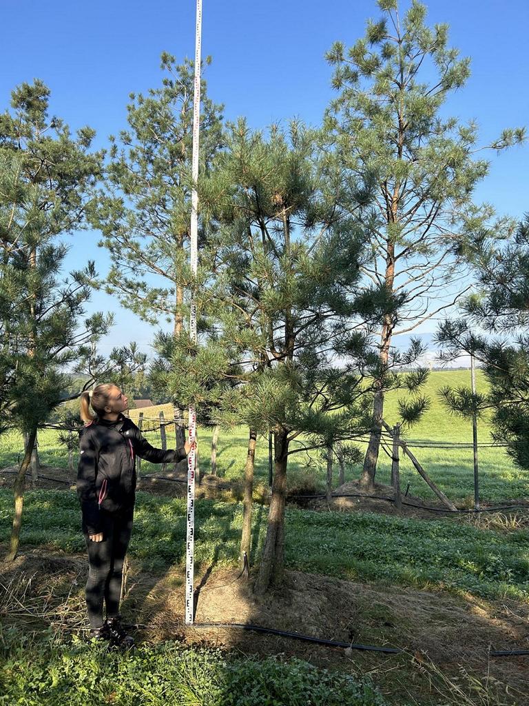 Pinus sylvestris
