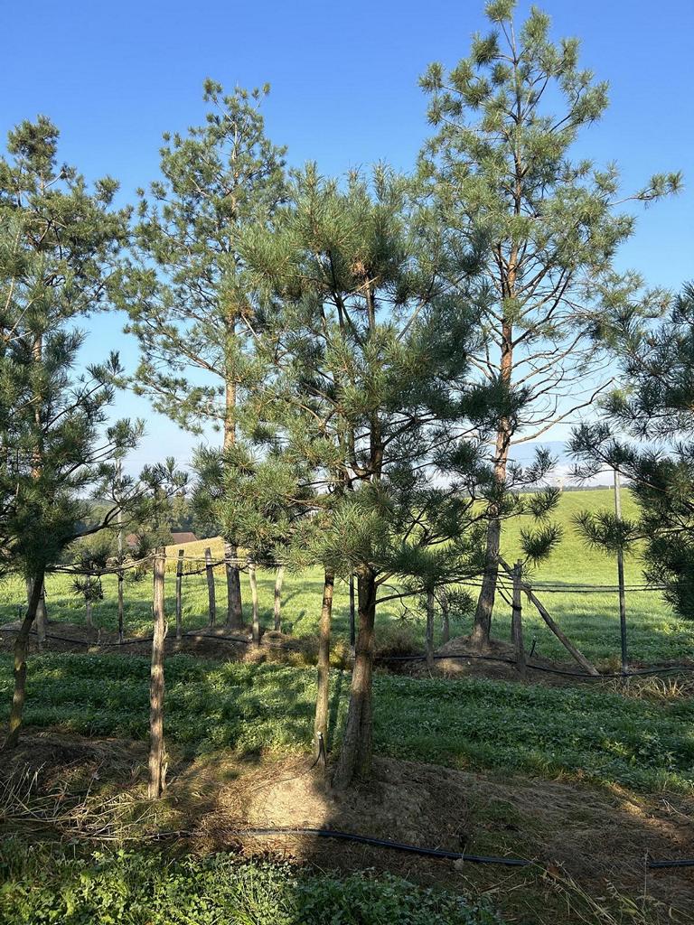 Pinus sylvestris