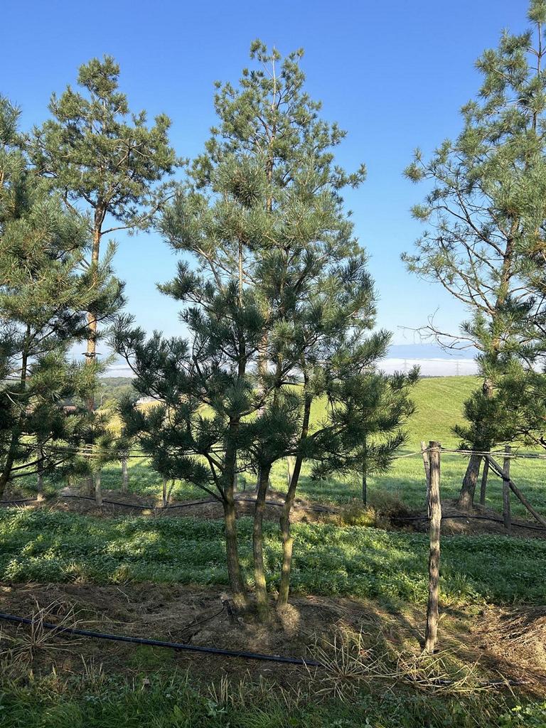 Pinus sylvestris