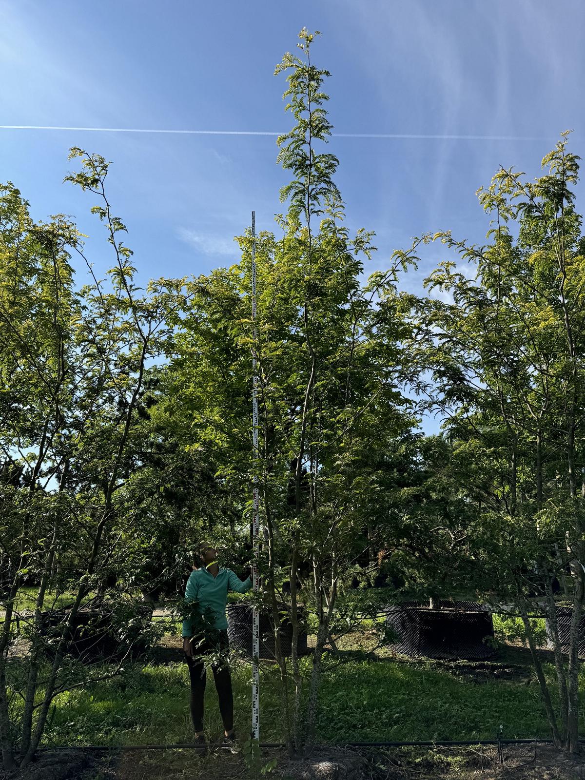 Gleditsia triacanthos 'Sunburst'