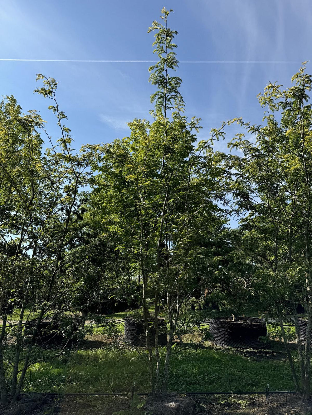 Gleditsia triacanthos 'Sunburst'