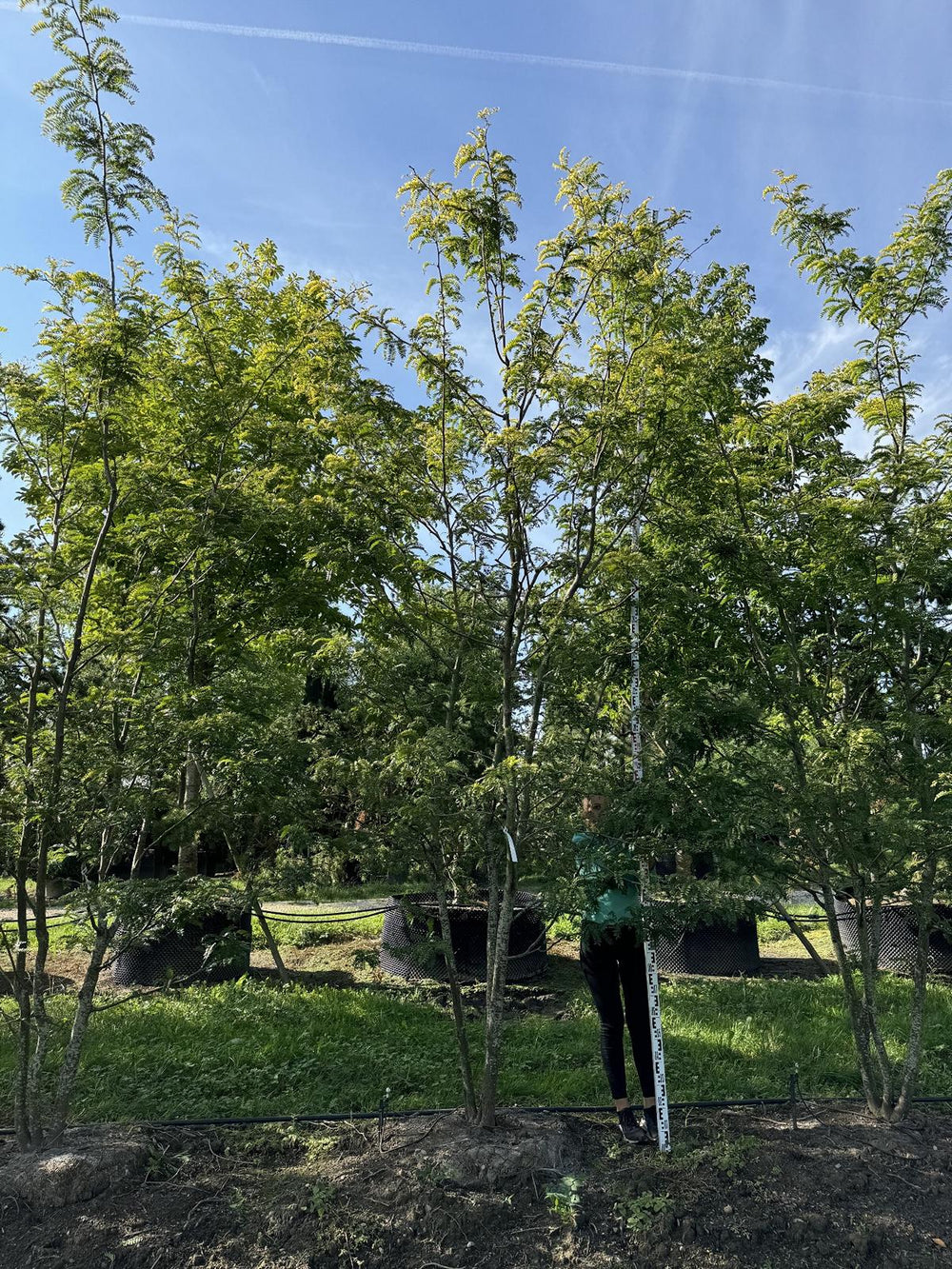 Gleditsia triacanthos 'Sunburst'