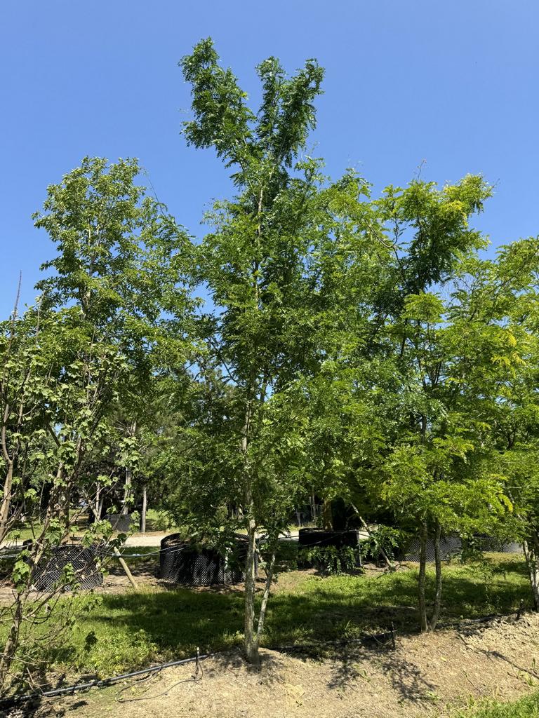 Gleditsia triacanthos 'Sunburst'