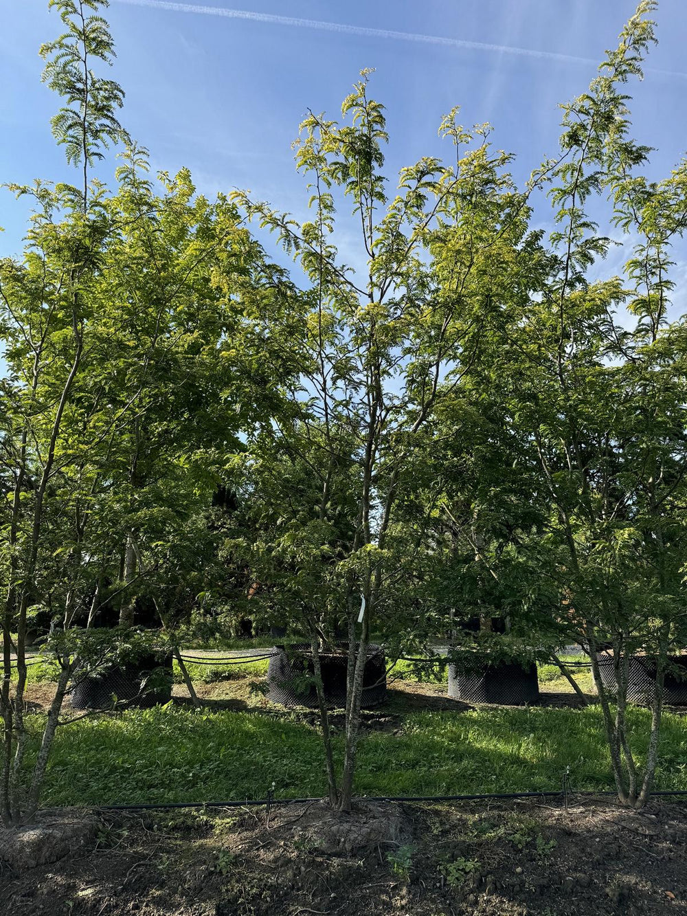 Gleditsia triacanthos 'Sunburst'