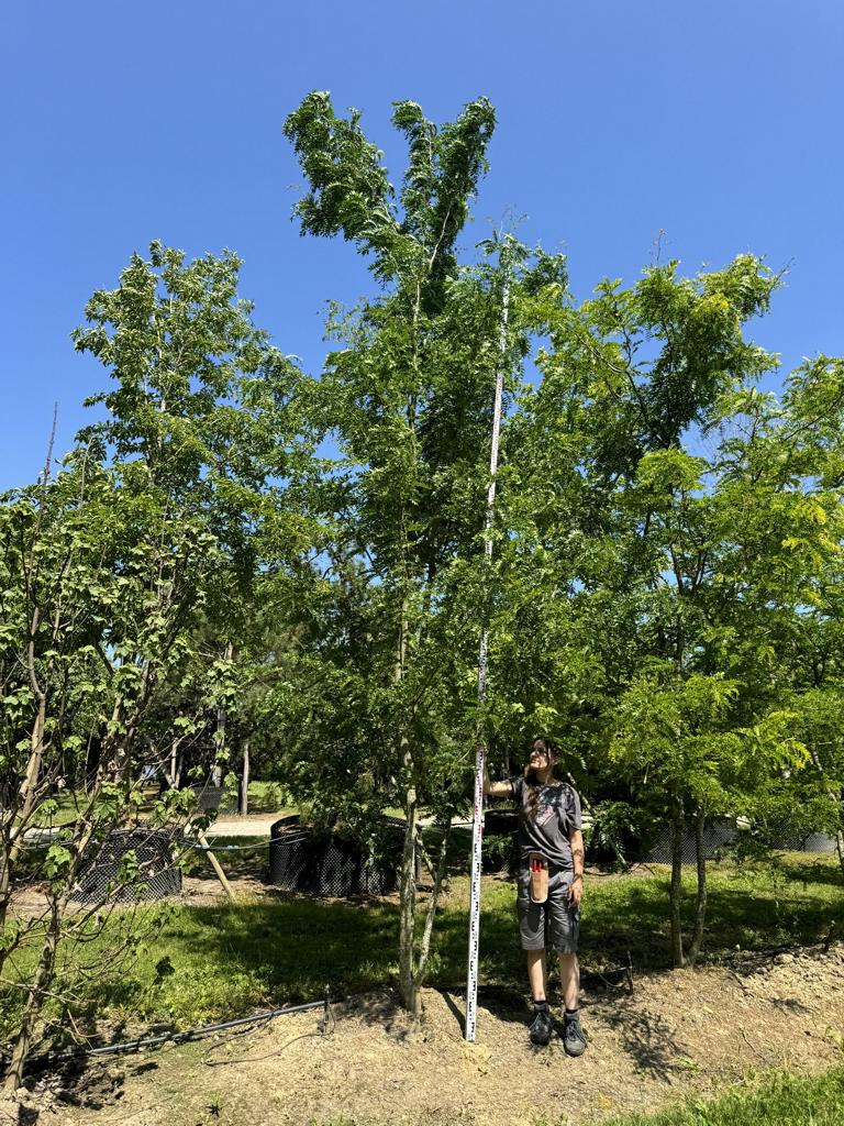 Gleditsia triacanthos 'Sunburst'