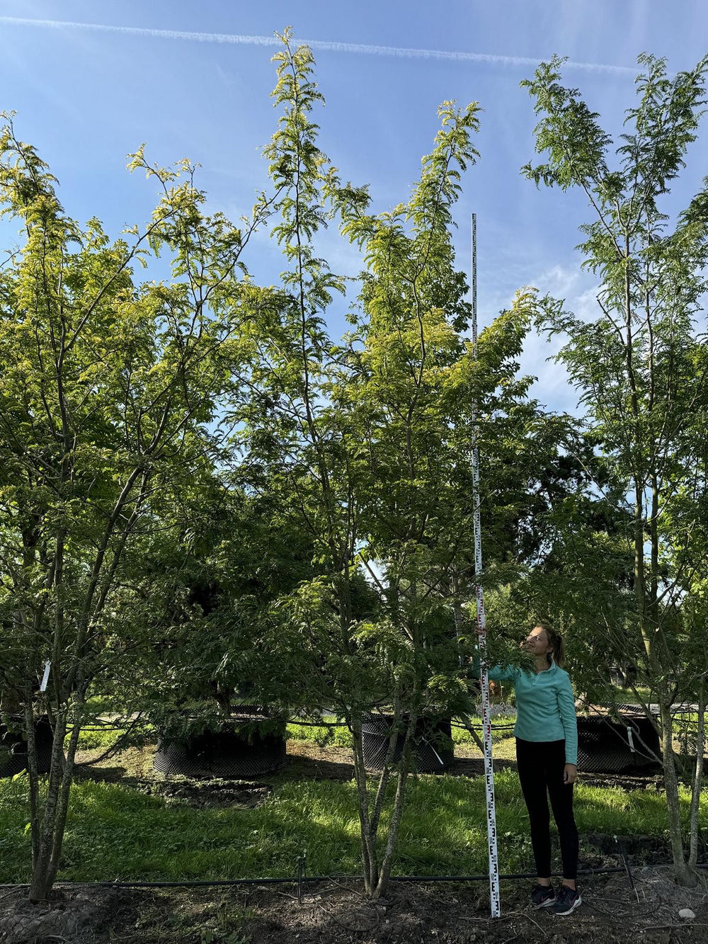 Gleditsia triacanthos 'Skyline'