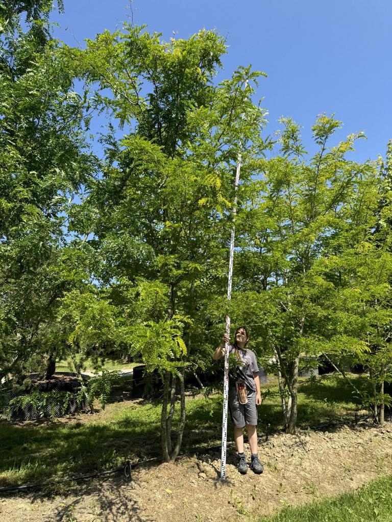 Gleditsia triacanthos 'Skyline'