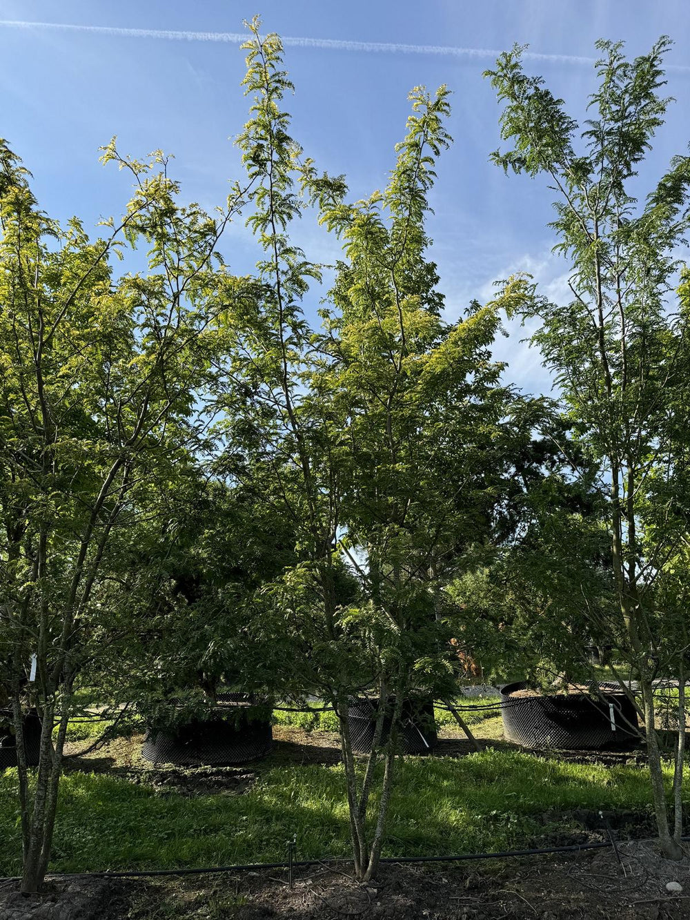 Gleditsia triacanthos 'Skyline'