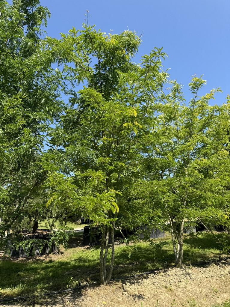 Gleditsia triacanthos 'Skyline'