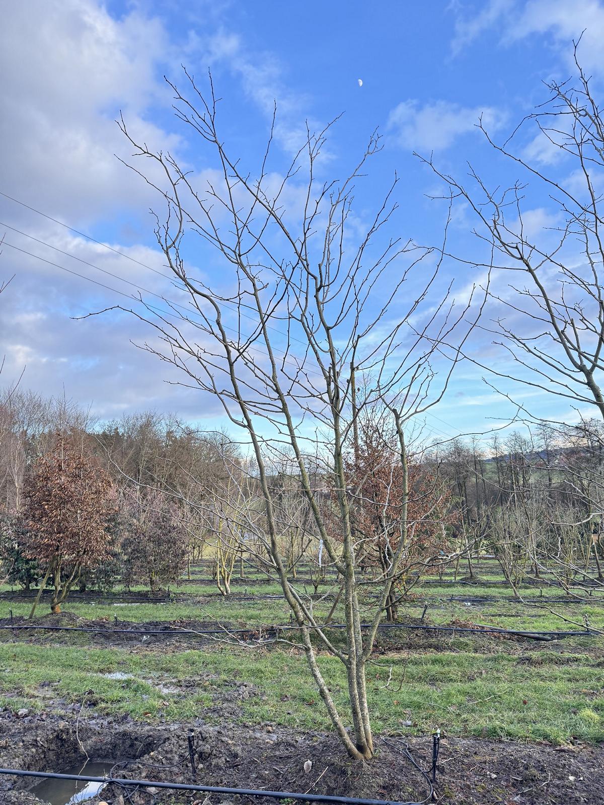 Gleditsia triacanthos 'Sunburst'