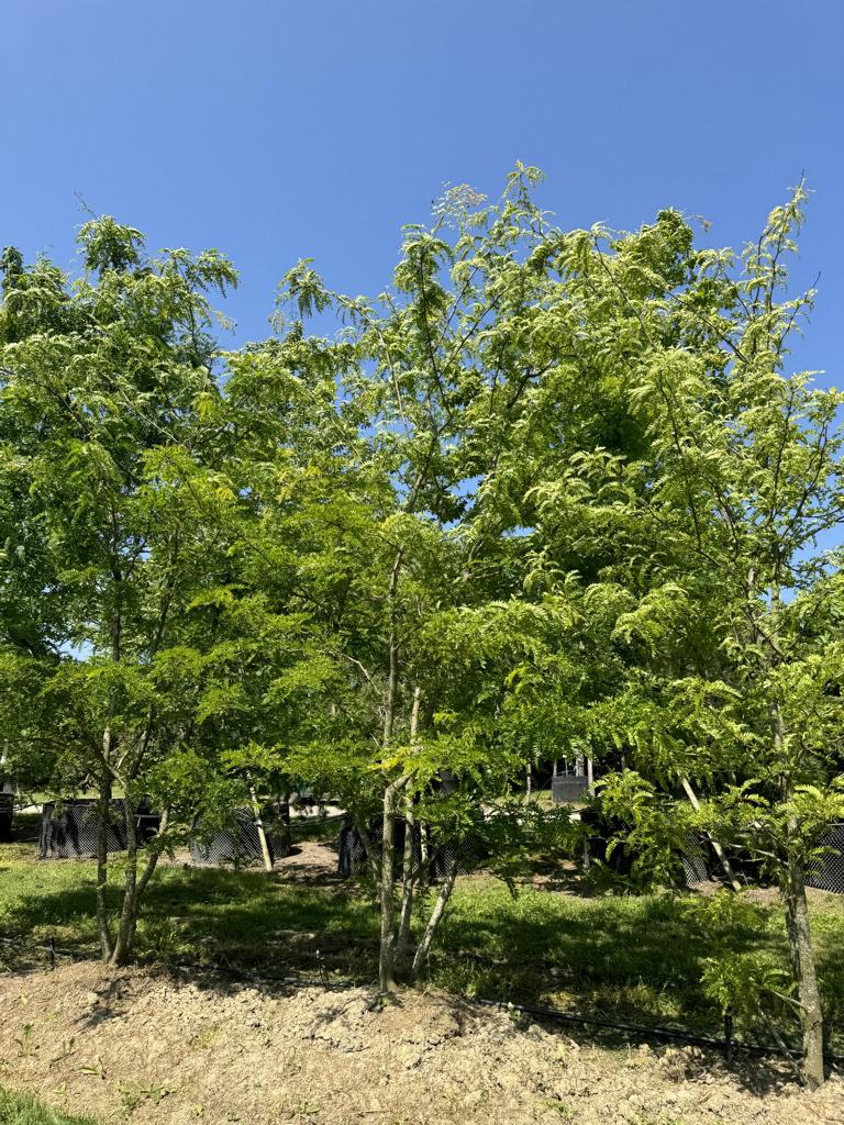 Gleditsia triacanthos 'Sunburst'