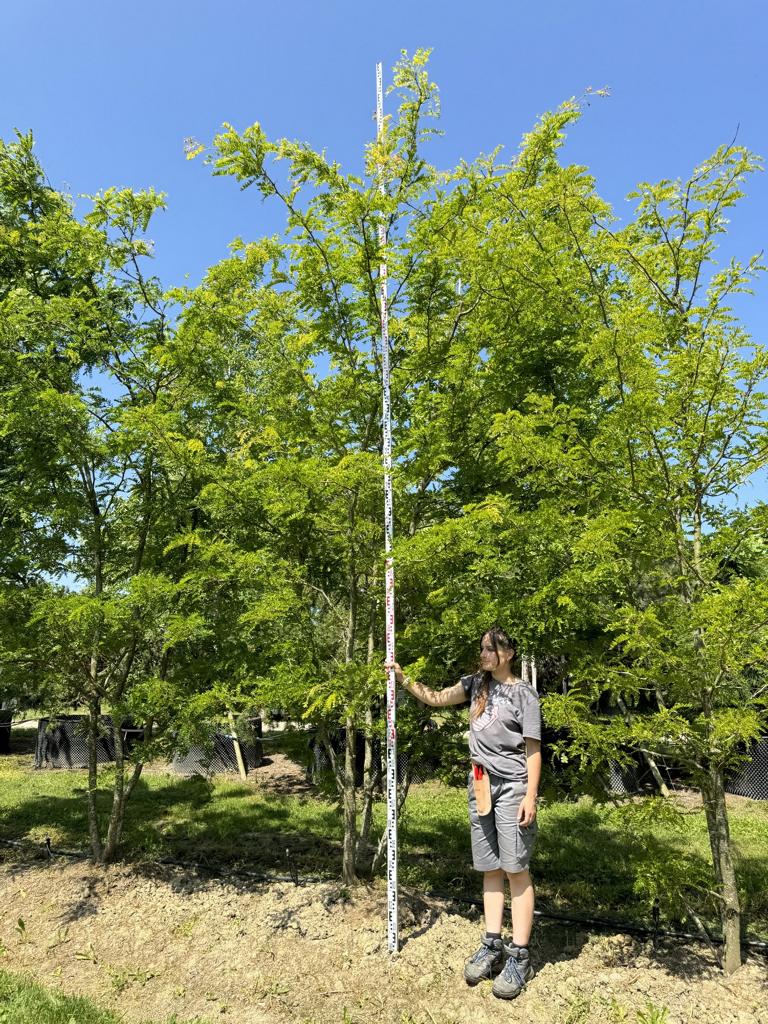 Gleditsia triacanthos 'Sunburst'