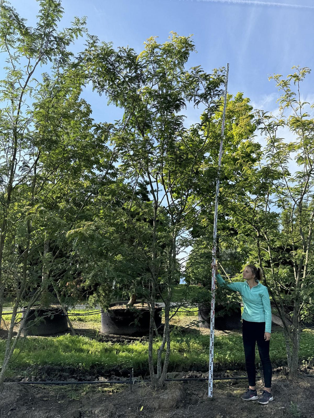 Gleditsia triacanthos 'Sunburst'