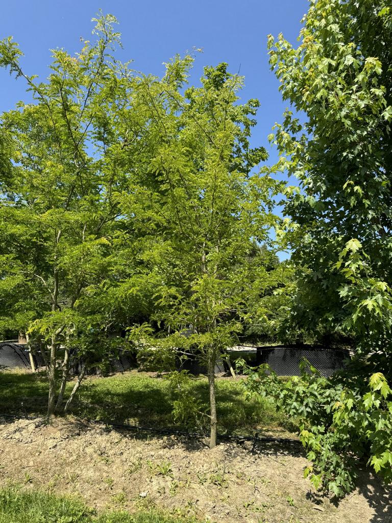 Gleditsia triacanthos 'Sunburst'