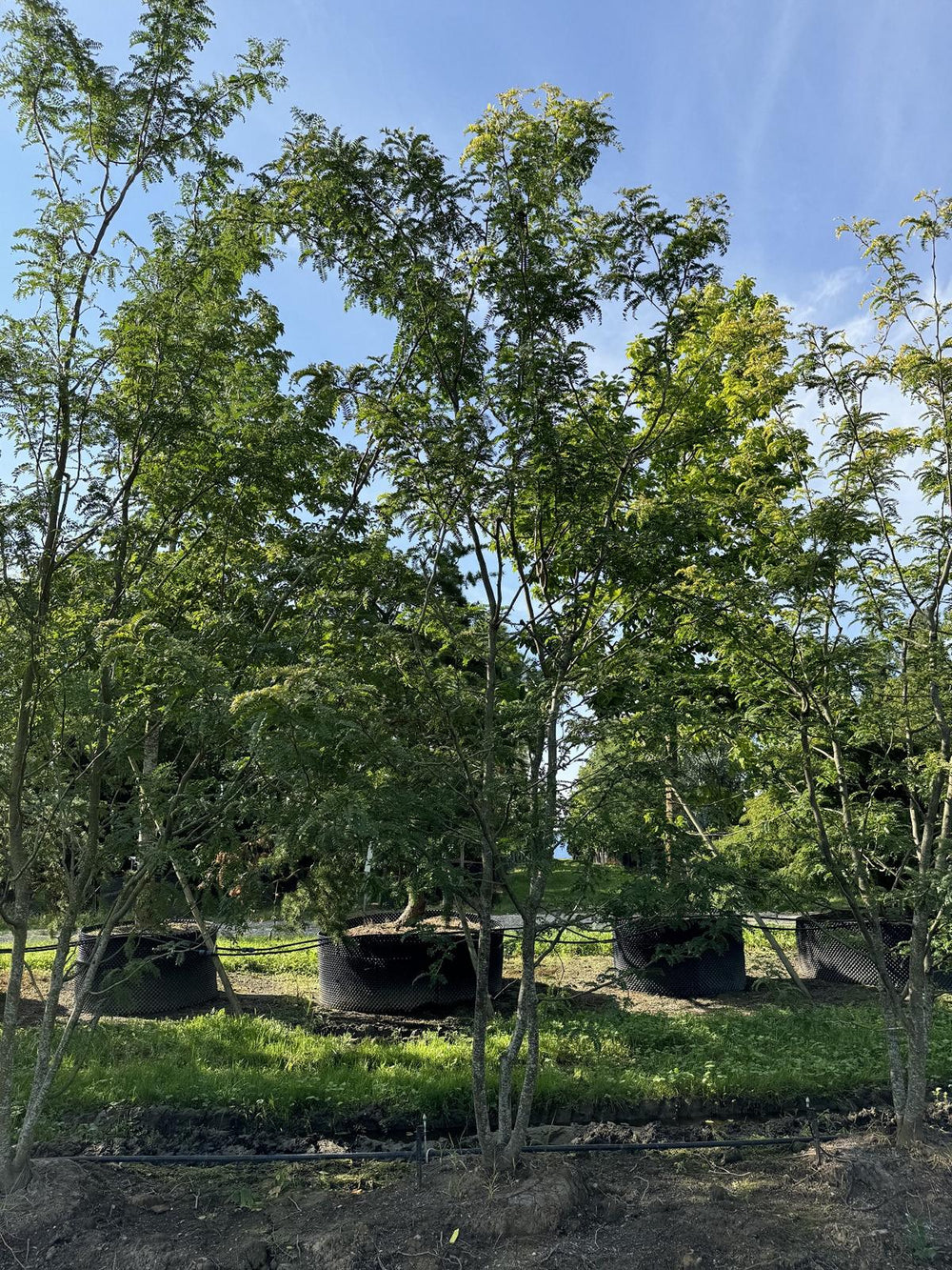 Gleditsia triacanthos 'Sunburst'