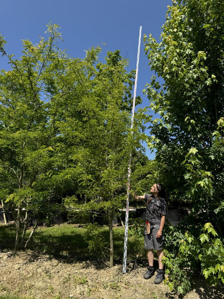 Gleditsia triacanthos 'Sunburst'