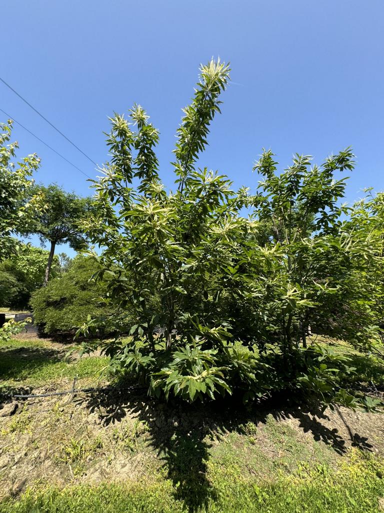 Castanea sativa