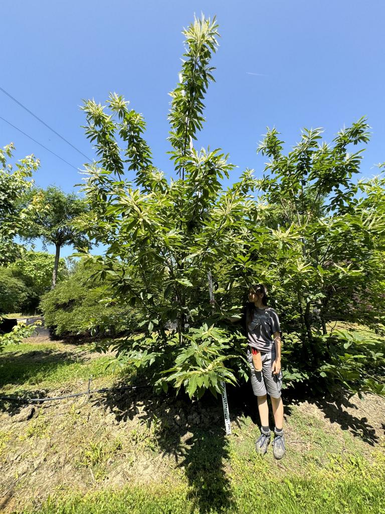 Castanea sativa