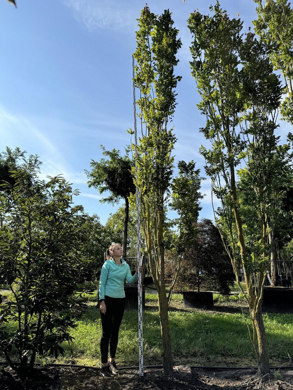 Koelreuteria paniculata 'Fastigiata'