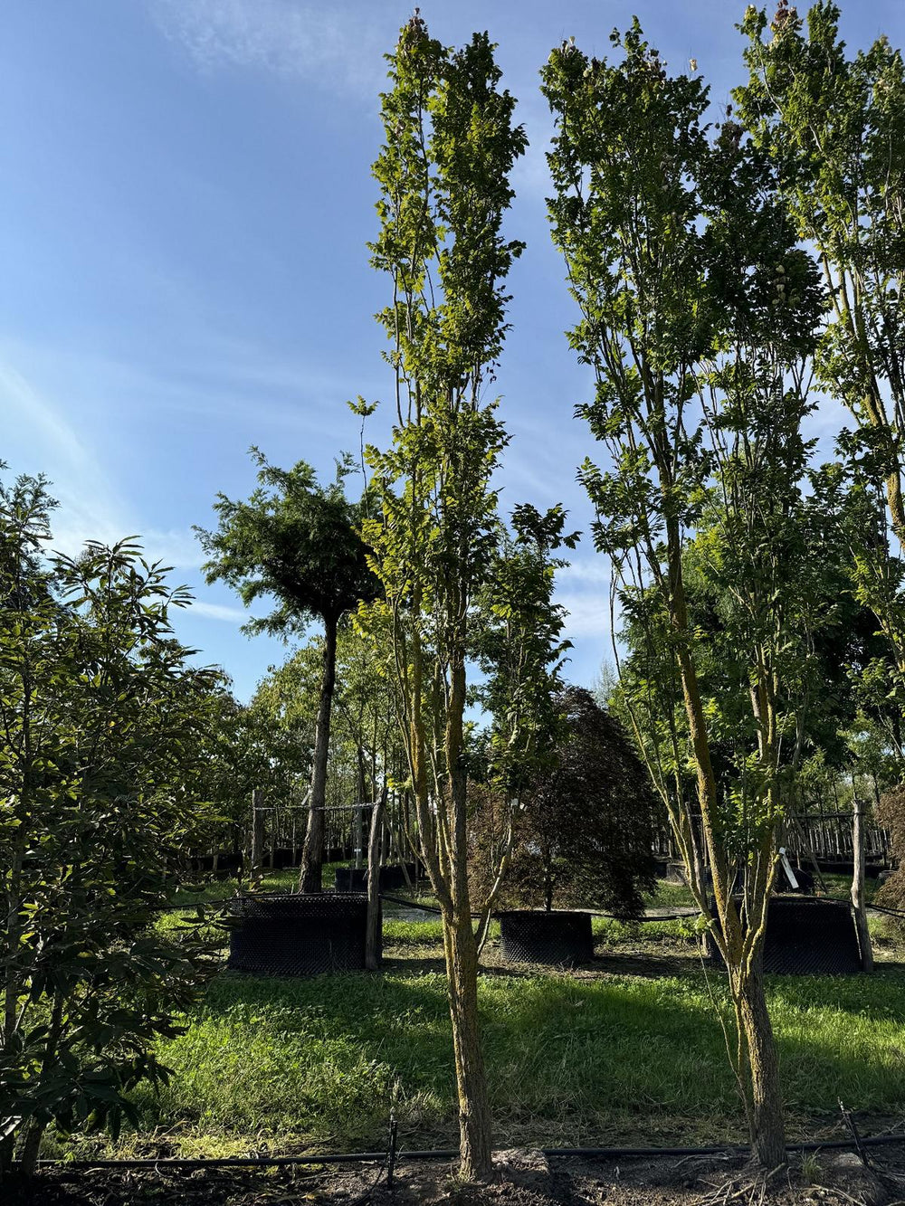 Koelreuteria paniculata 'Fastigiata'