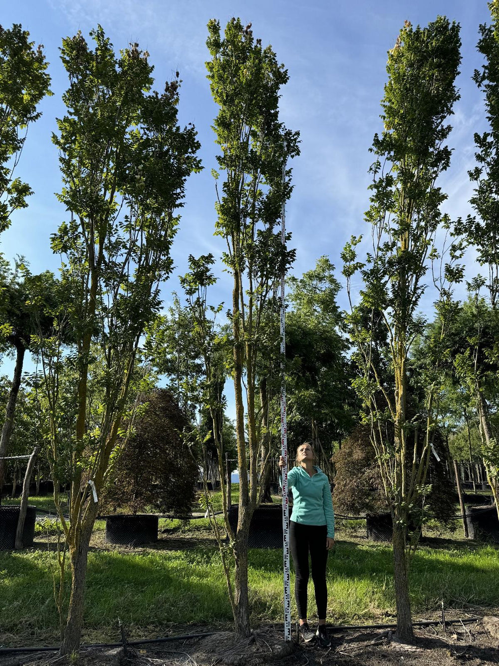 Koelreuteria paniculata 'Fastigiata'