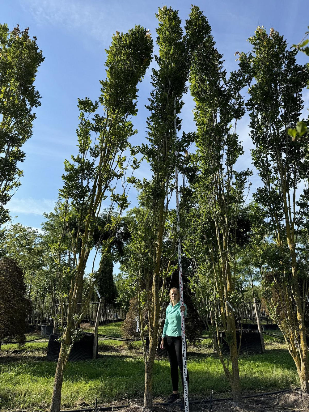 Koelreuteria paniculata 'Fastigiata'