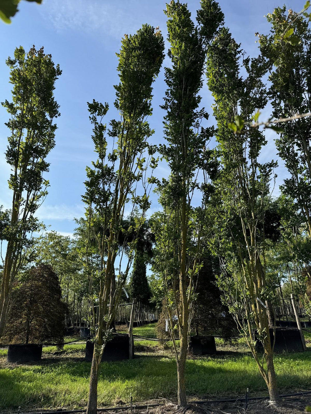 Koelreuteria paniculata 'Fastigiata'