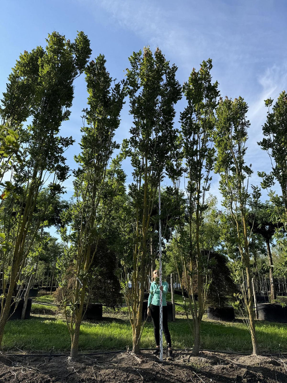 Koelreuteria paniculata 'Fastigiata'