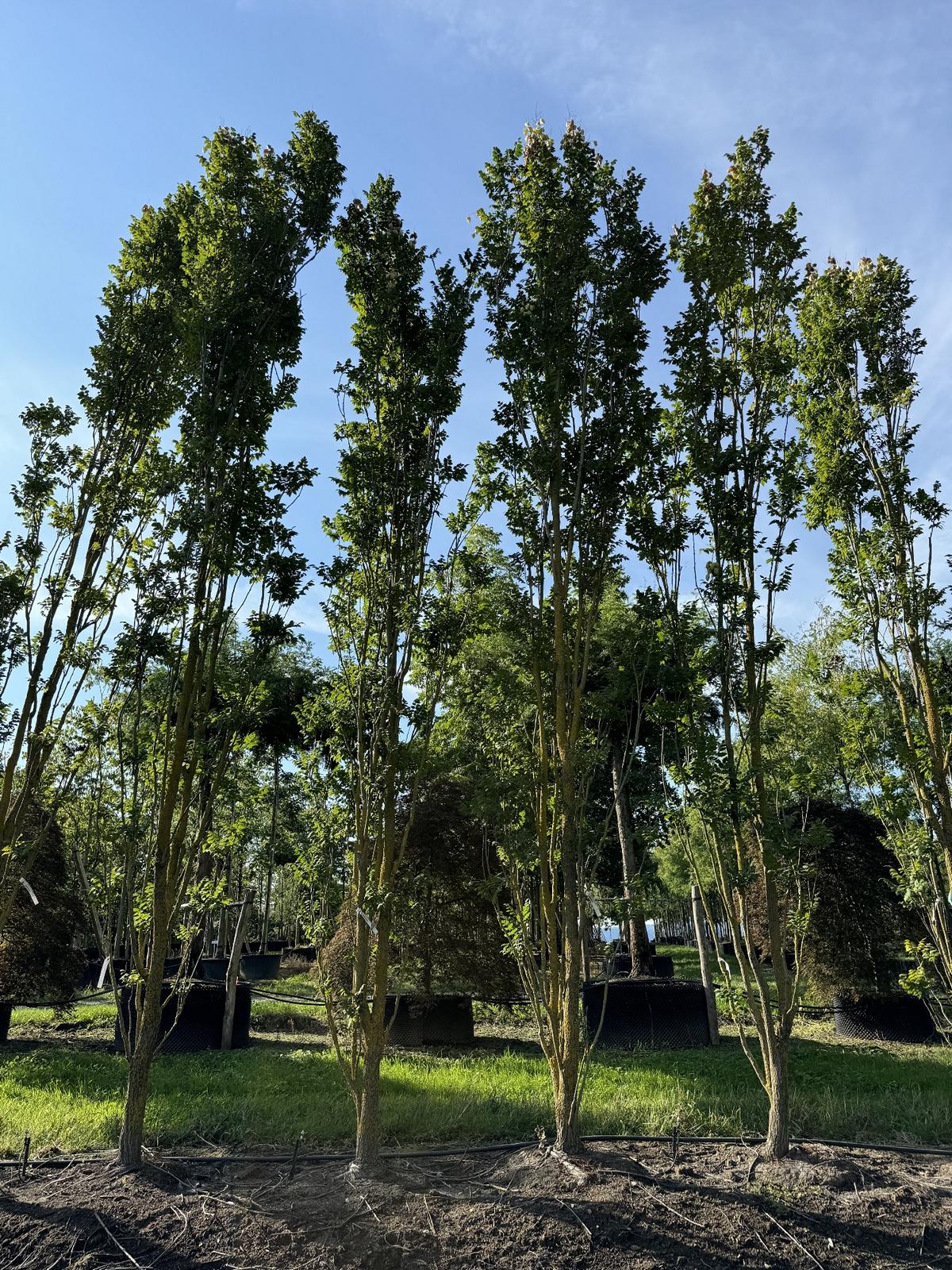 Koelreuteria paniculata 'Fastigiata'