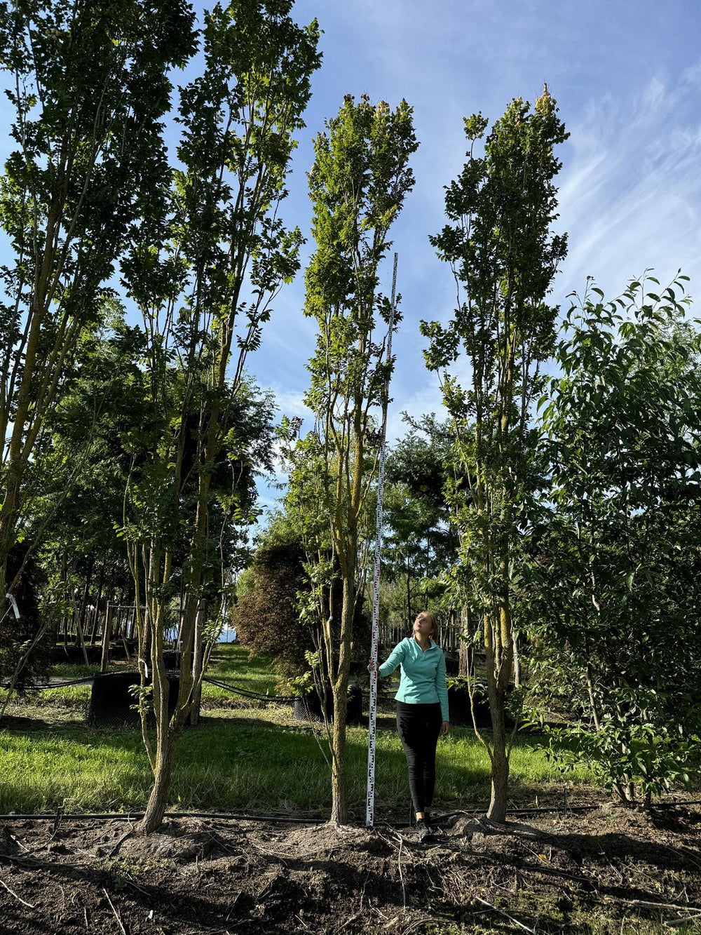 Koelreuteria paniculata 'Fastigiata'