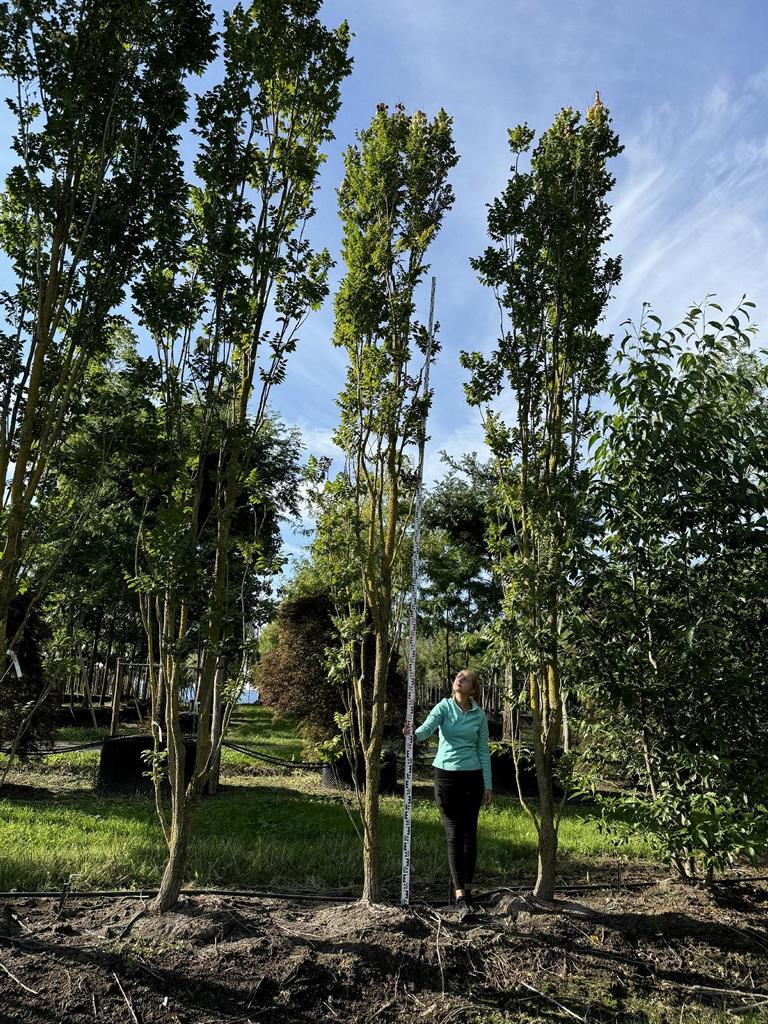 Koelreuteria paniculata 'Fastigiata'