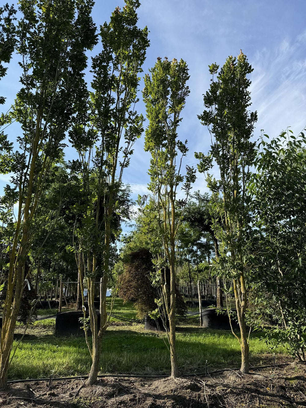 Koelreuteria paniculata 'Fastigiata'