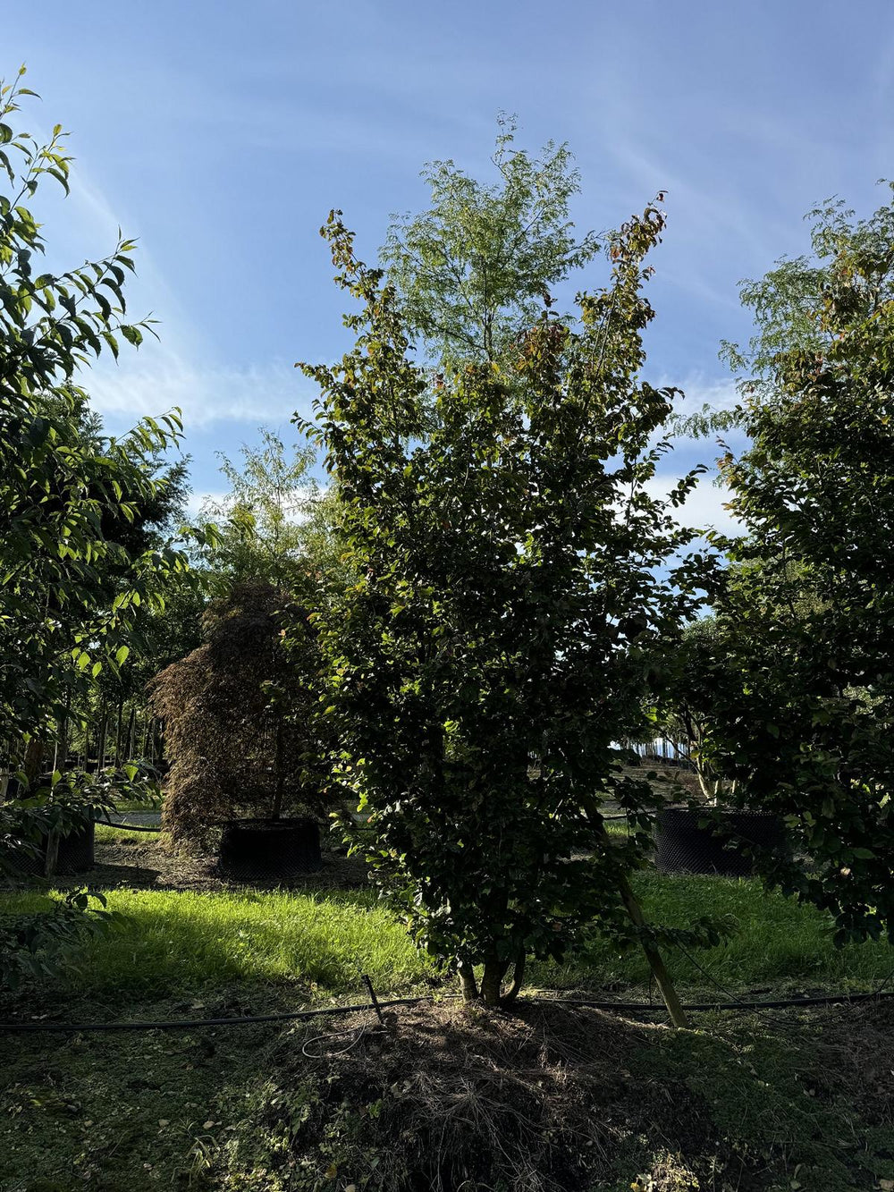 Parrotia persica