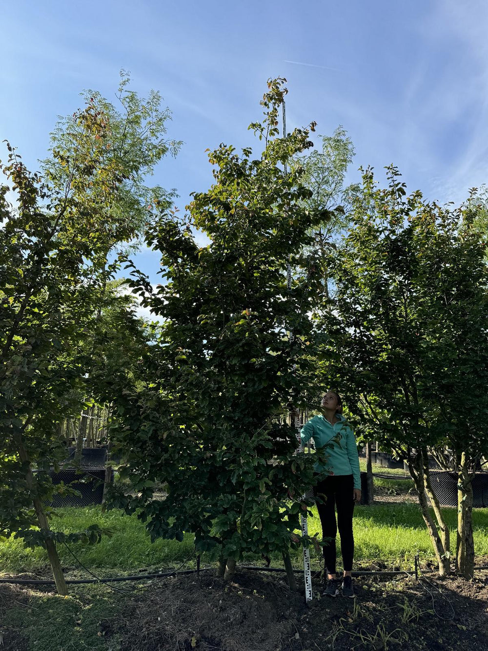 Parrotia persica