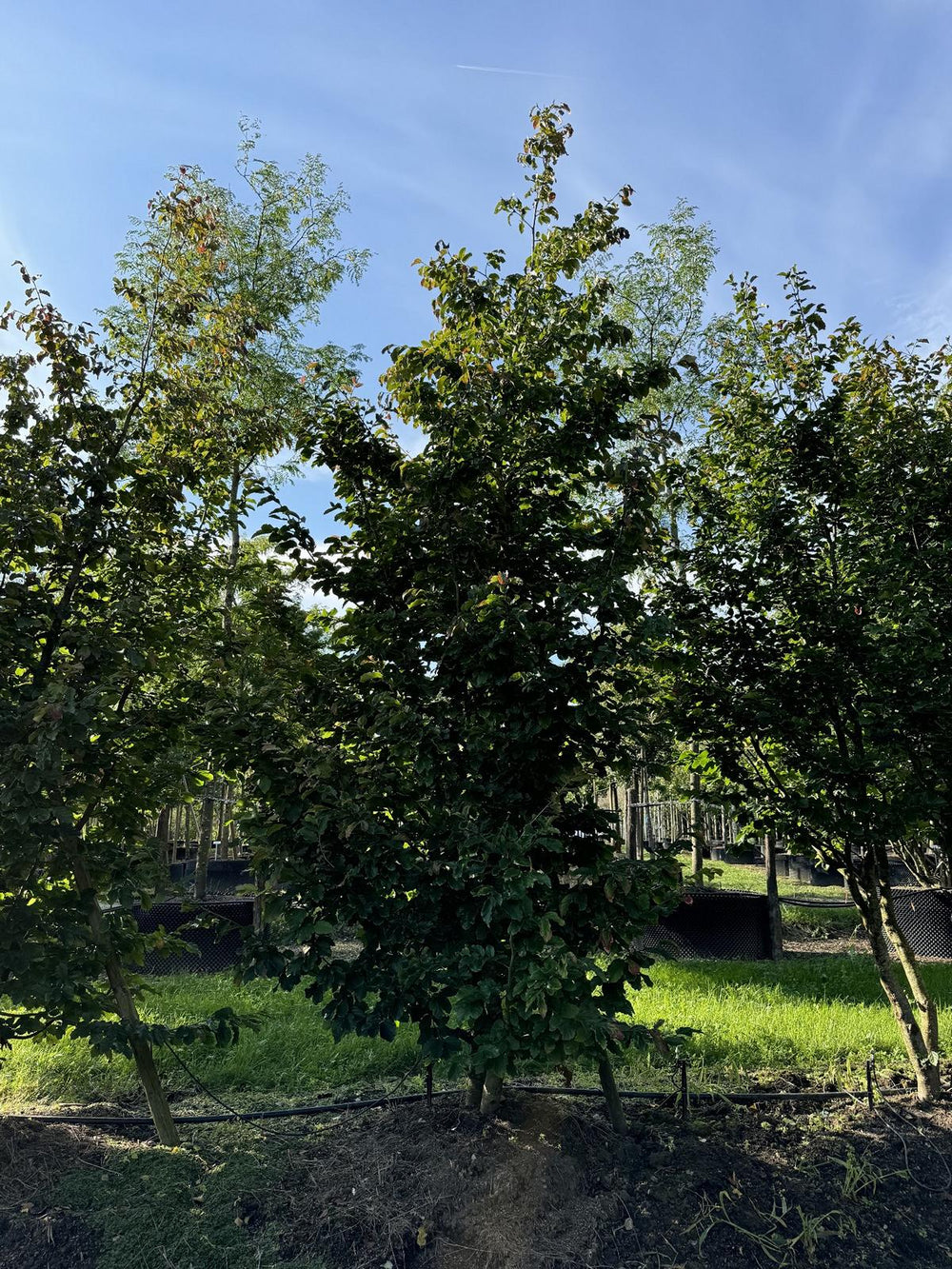 Parrotia persica