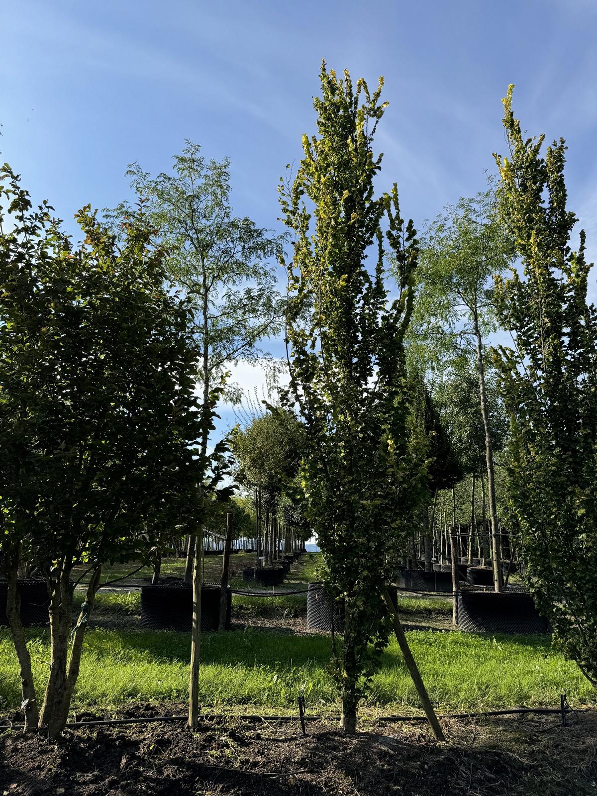 Ulmus hollandica (x) 'Wredei'