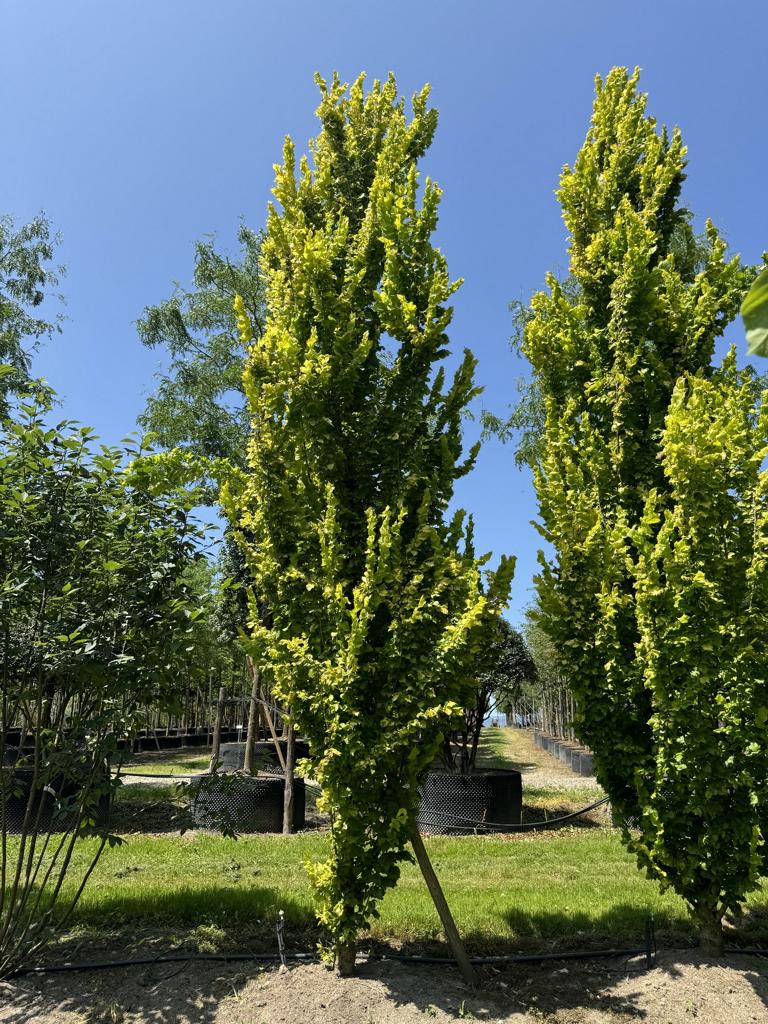 Ulmus hollandica (x) 'Wredei'