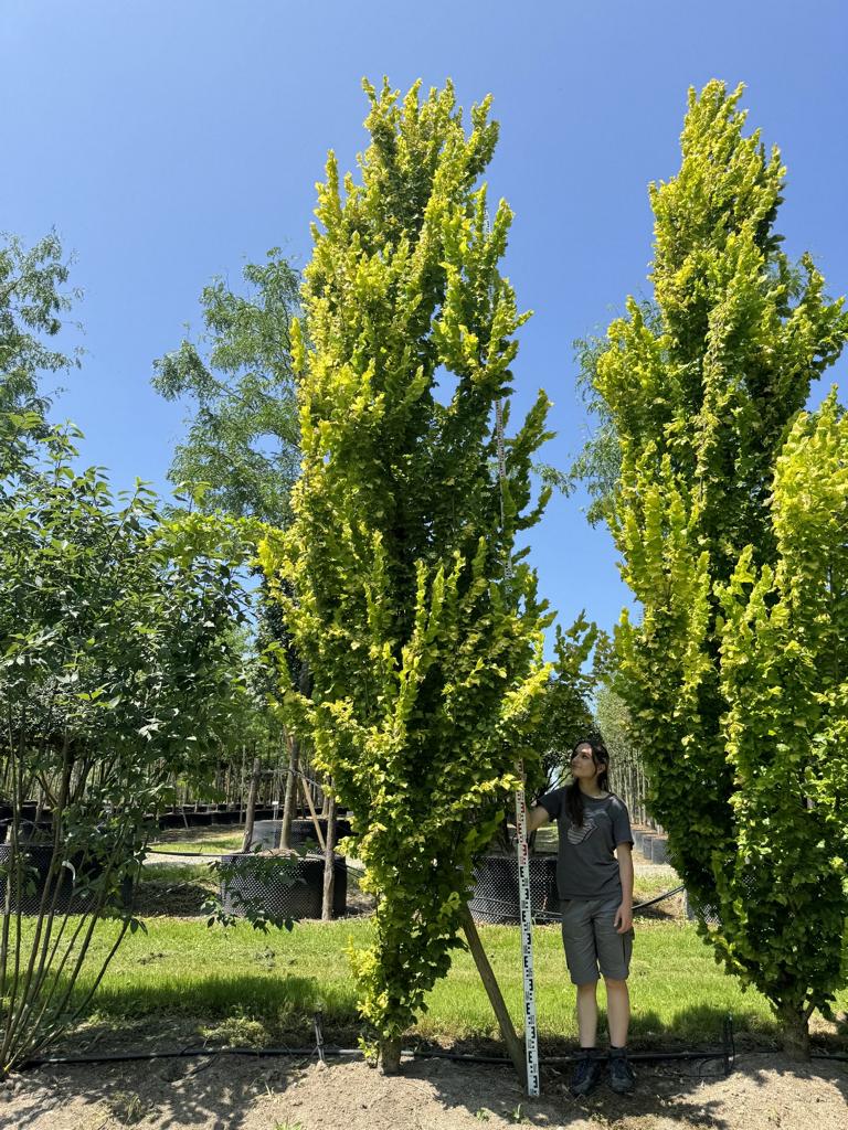 Ulmus hollandica (x) 'Wredei'