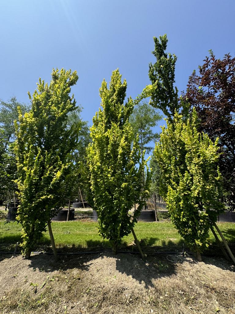 Ulmus hollandica (x) 'Wredei'
