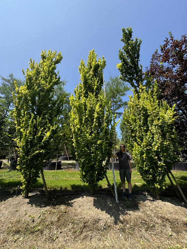 Ulmus hollandica (x) 'Wredei'