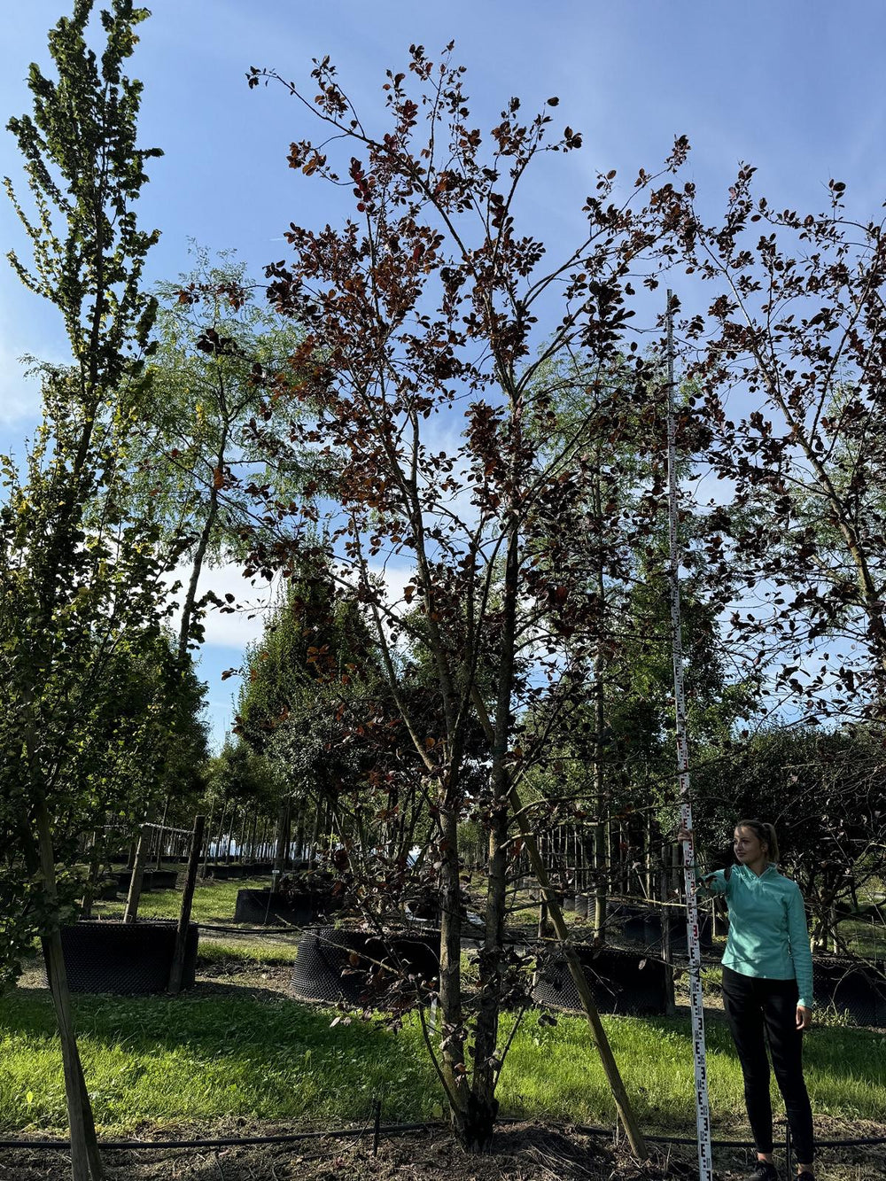 Prunus virginiana 'Shubert'