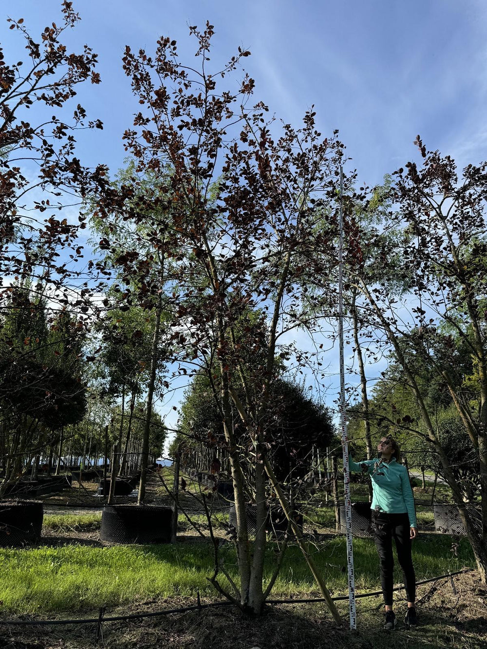 Prunus virginiana 'Shubert'