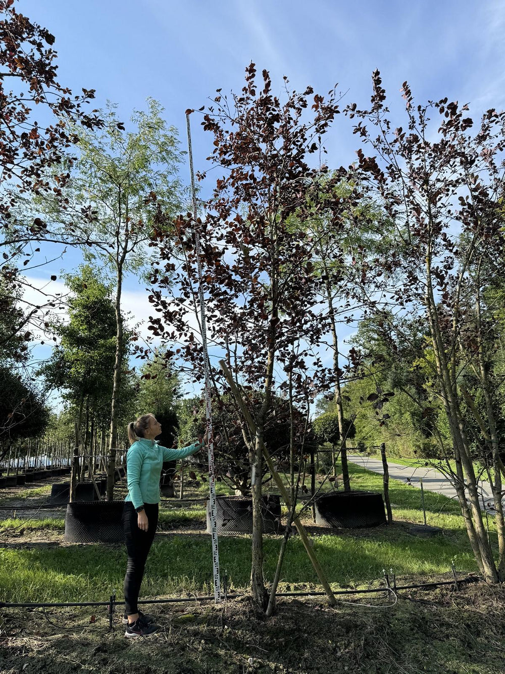 Prunus virginiana 'Shubert'