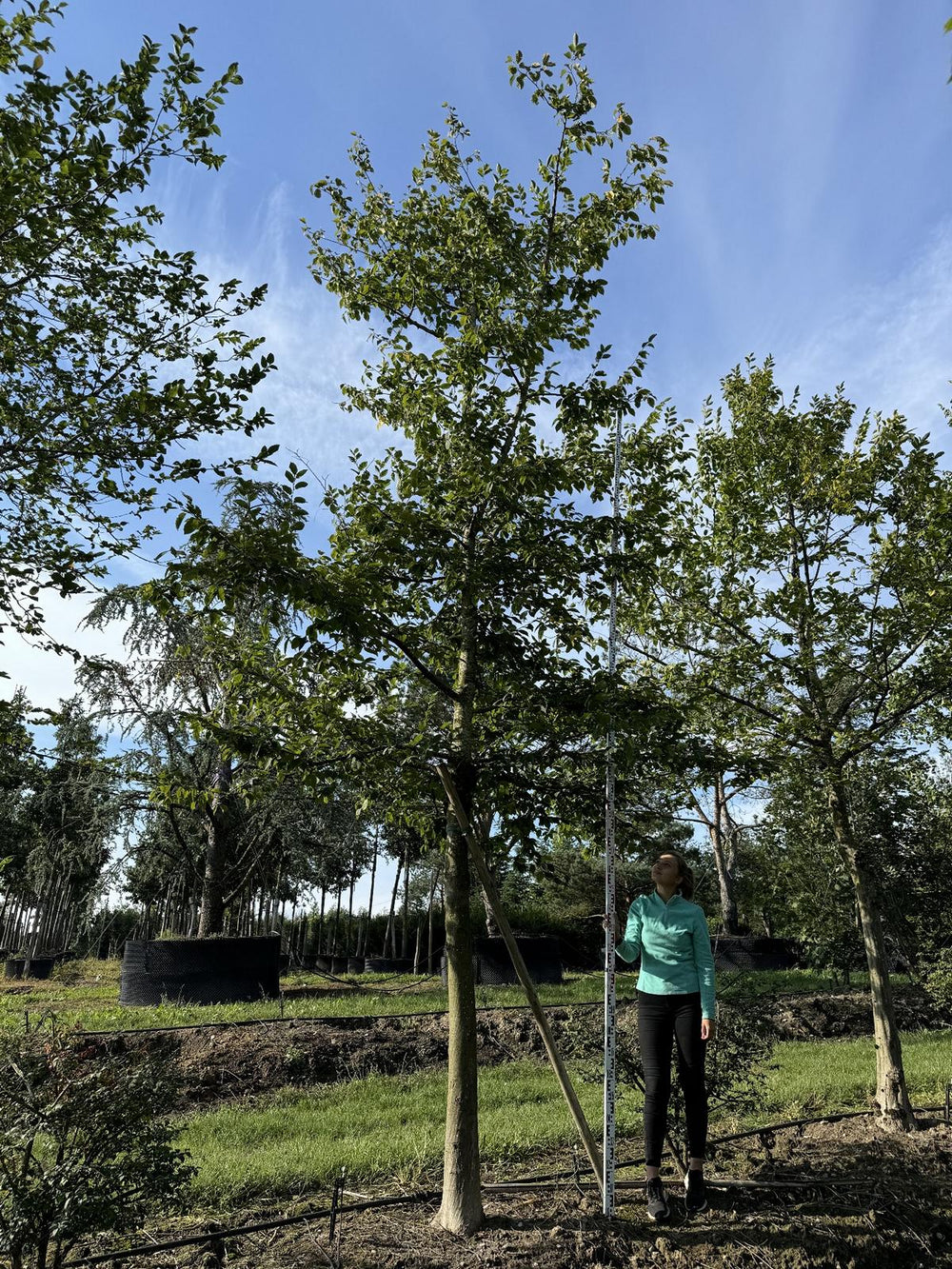 Carpinus betulus