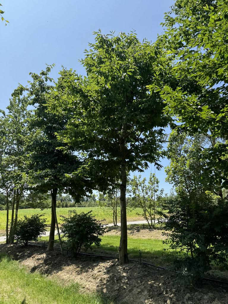 Carpinus betulus