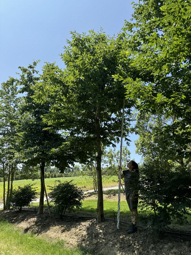 Carpinus betulus