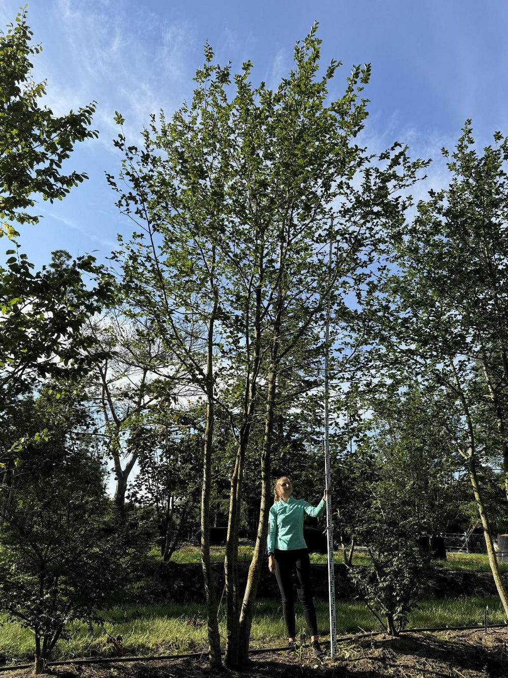 Carpinus betulus