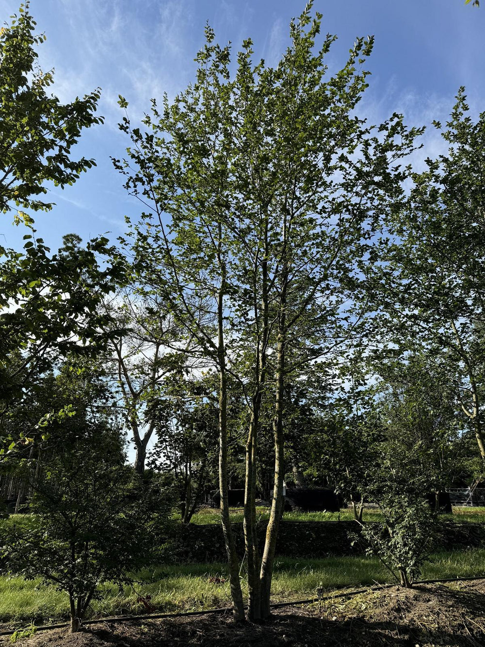 Carpinus betulus