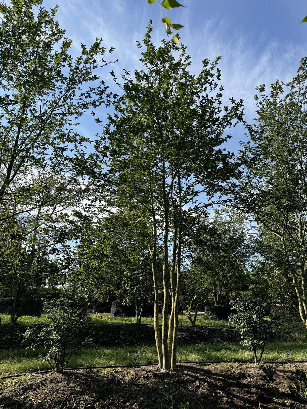 Carpinus betulus